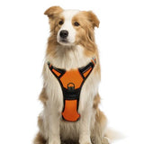 Orange and black Petmegoo no-pull dog harness showing front D-ring clip, back attachment point, and reflective stitching