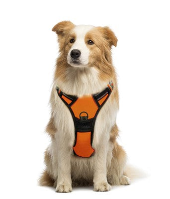 Orange and black Petmegoo no-pull dog harness showing front D-ring clip, back attachment point, and reflective stitching