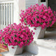 Ivydale 24-Bundle Fuchsia Artificial Morning Glory Flowers – UV Resistant