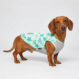Two Fitwarm small dog cooling shirts in sky blue and mint green with marine starfish and turtle print, UPF 50+ sun protection - view 5