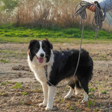 5FT Heavy Duty Reflective Rope Dog Leash with Locking Swivel Hook & EVA Handle — view 7 of 7
